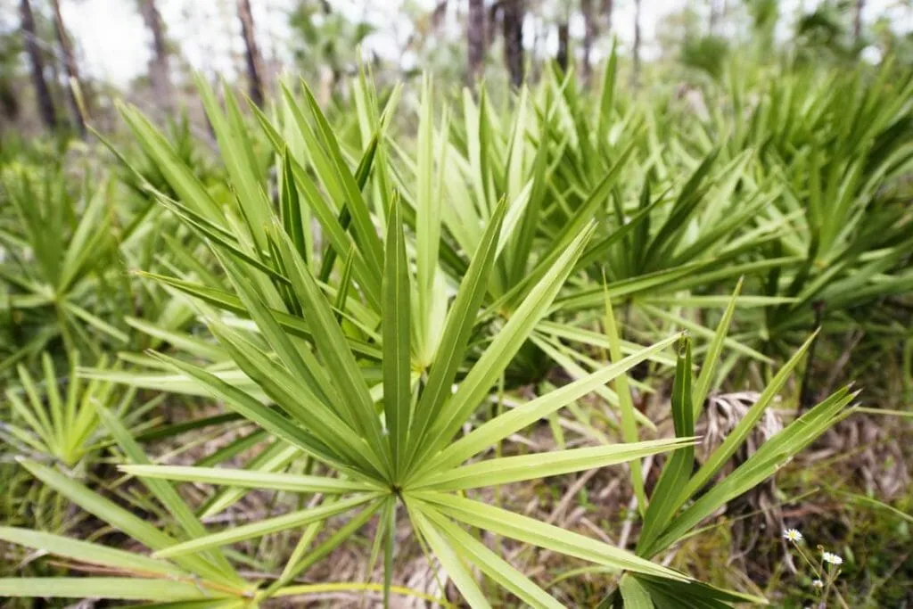 saw palmetto