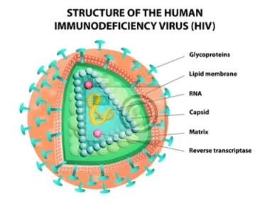 structure moléculaire du VIH