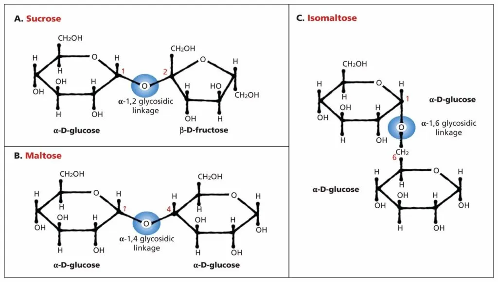Illustration du déficit en sucrase-isomaltase